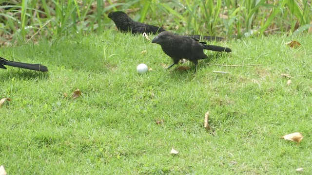 Smooth-billed Ani - ML614725952