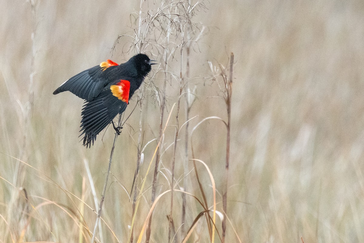 שחרורית אדומת-כנף - ML614725981