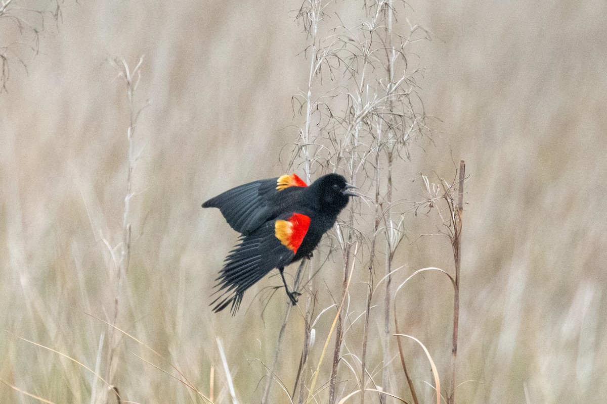 Red-winged Blackbird - Tommy Mullen
