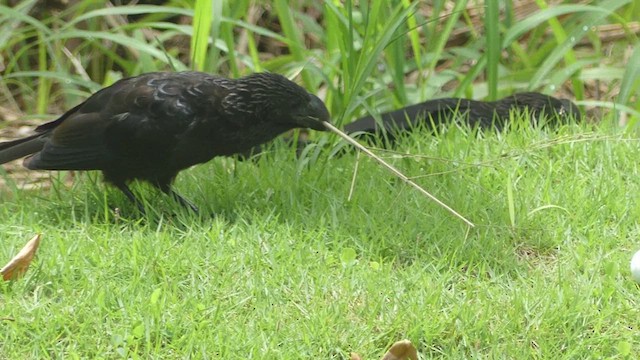 Smooth-billed Ani - ML614725990