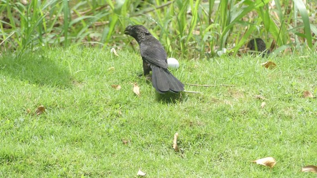 Smooth-billed Ani - ML614725998