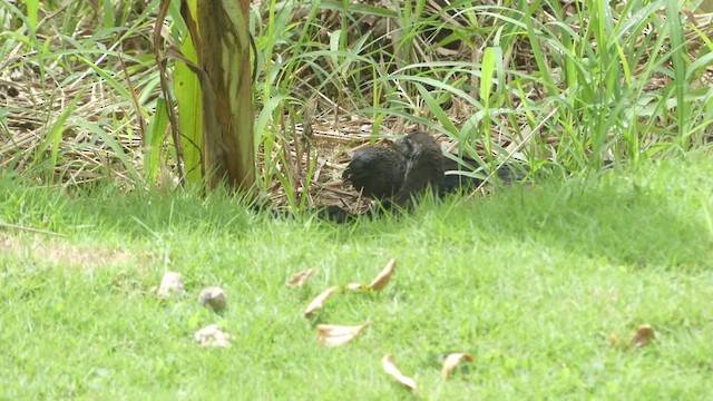 Smooth-billed Ani - ML614726056