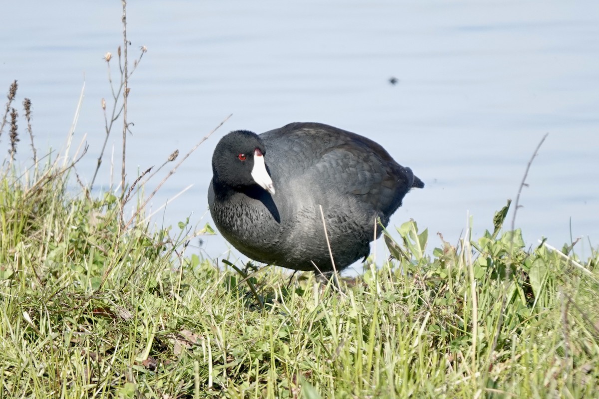 American Coot - ML614726081