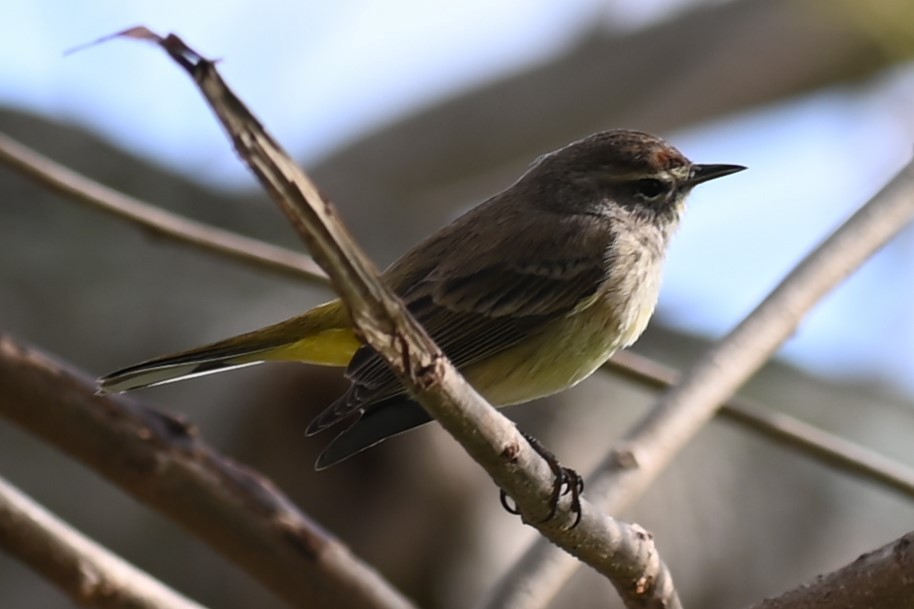 Reinita Palmera (palmarum) - ML614726085