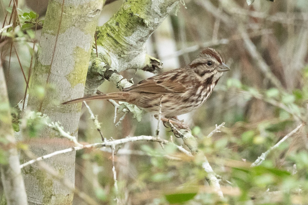 Певчая овсянка - ML614726088