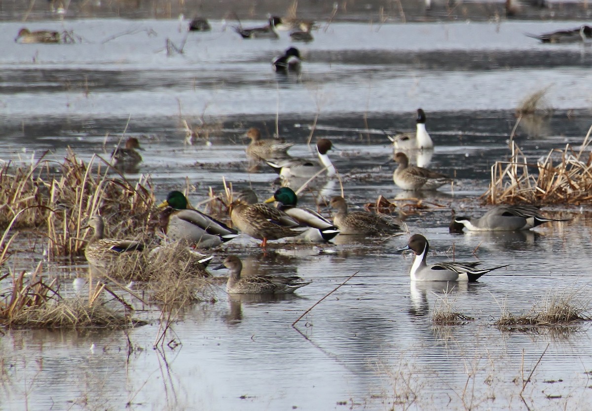 Northern Pintail - ML614726128