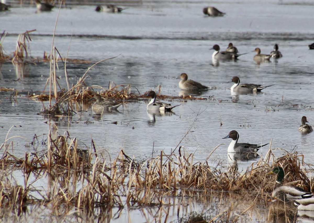 Northern Pintail - ML614726139