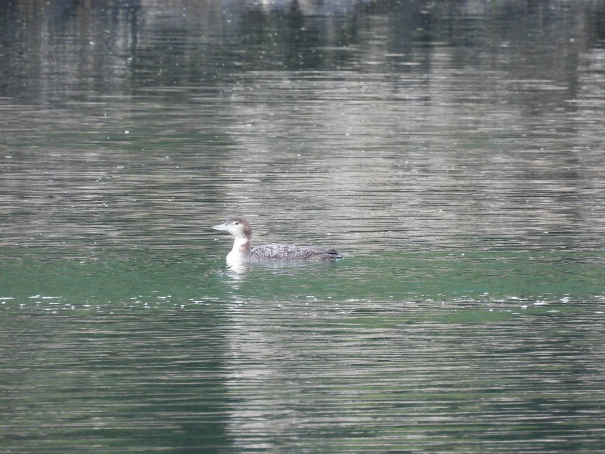 Common Loon - Neil Hughes