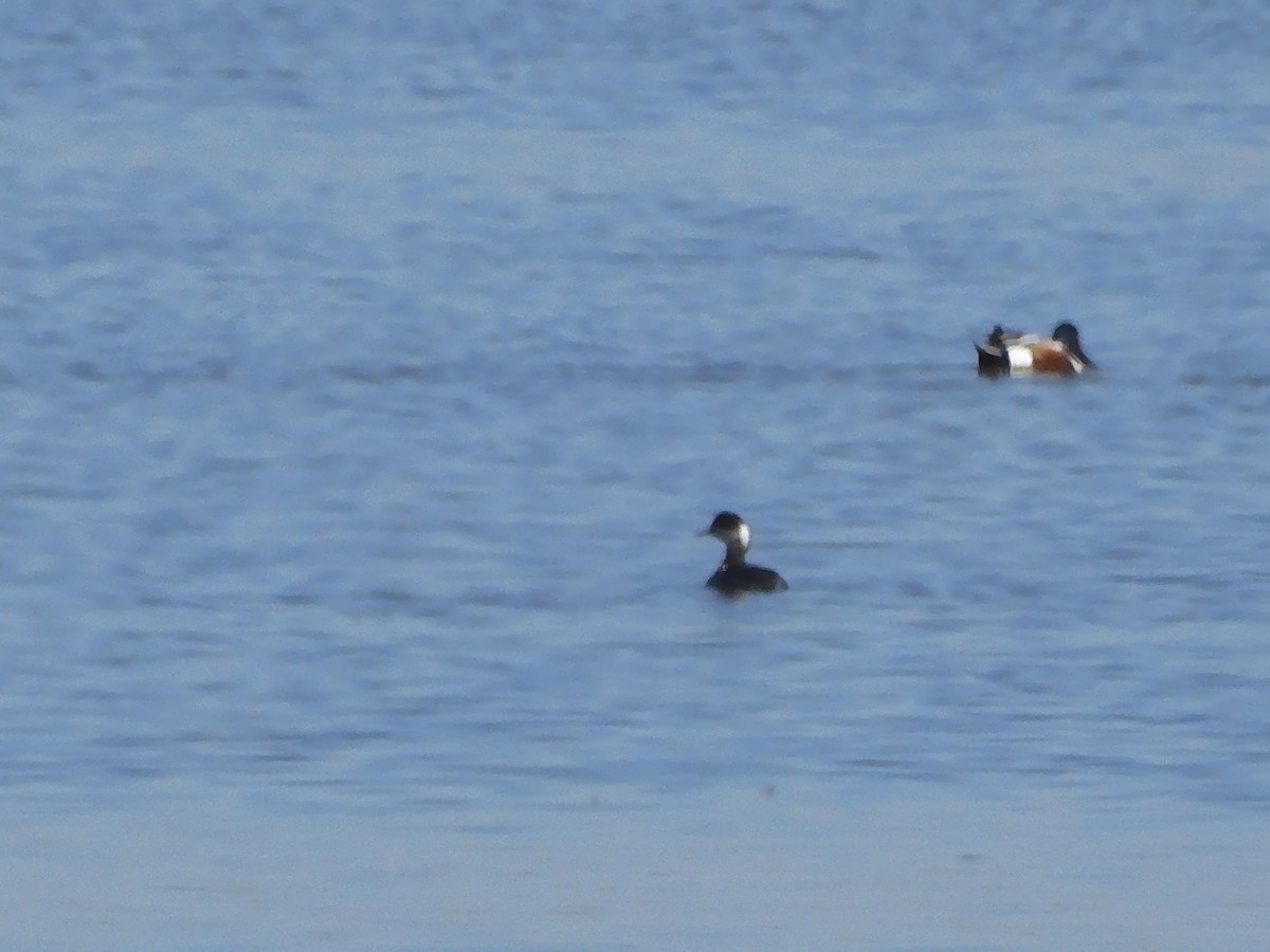 Horned Grebe - ML614726226