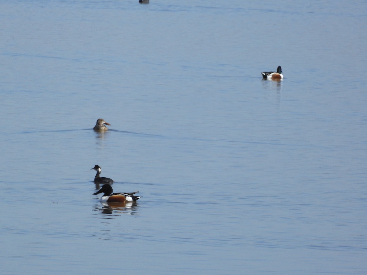 Horned Grebe - ML614726236