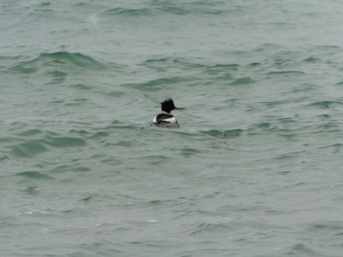 Red-breasted Merganser - ML614726265