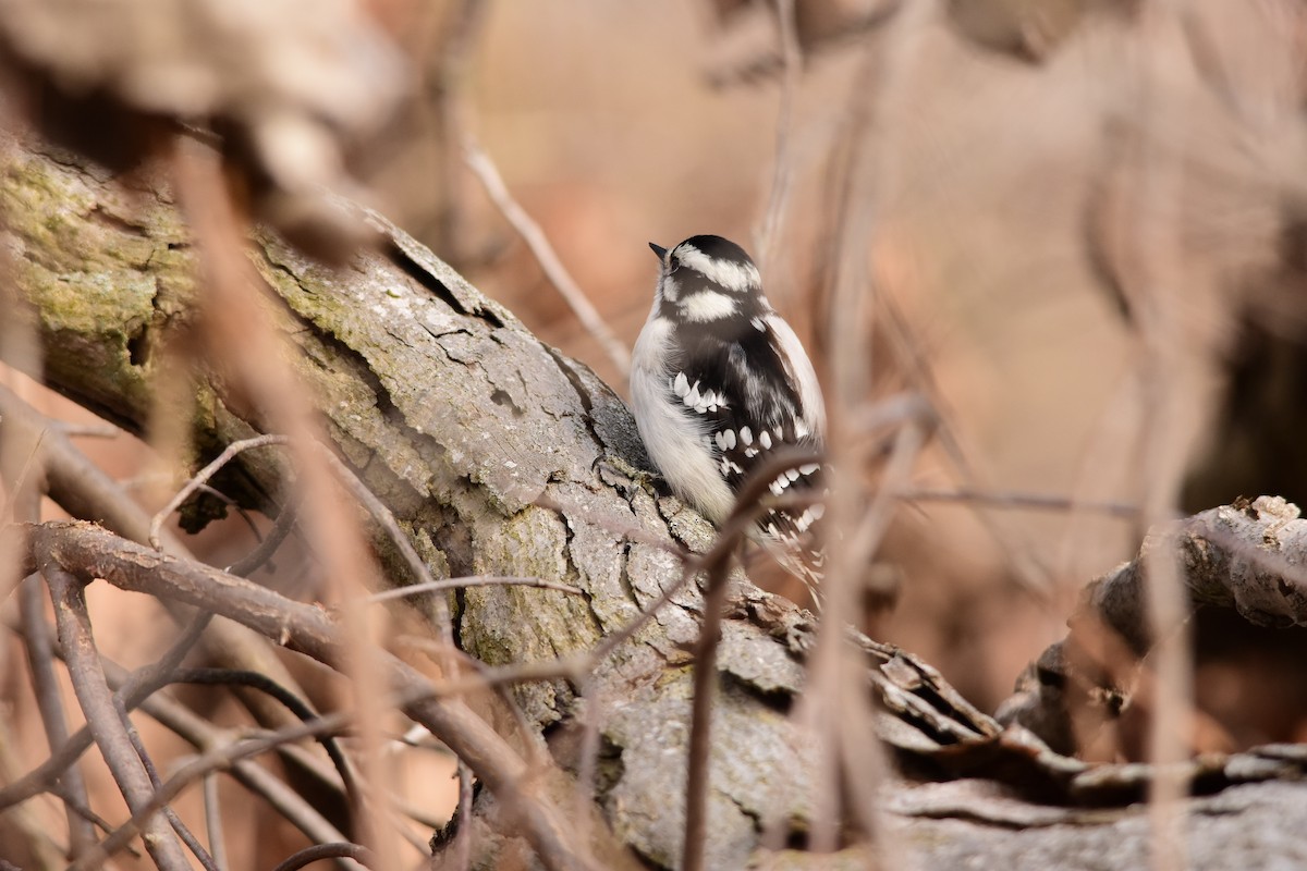 Downy Woodpecker - ML614726268