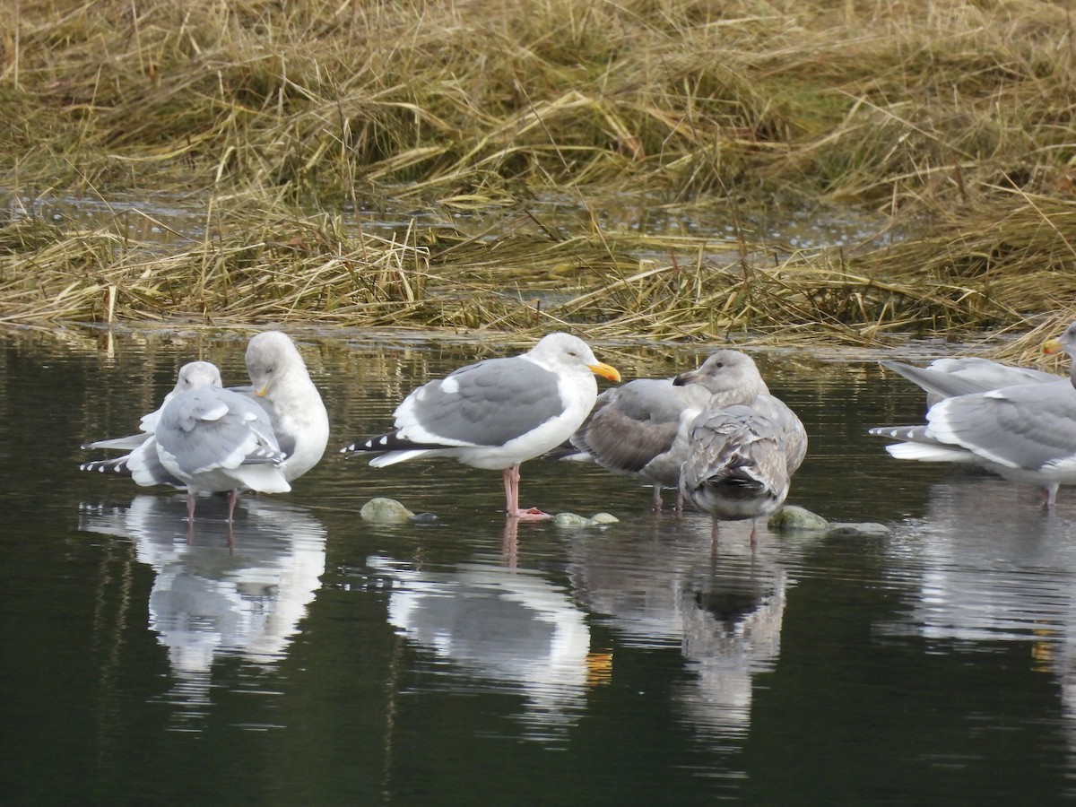 Hybride Goéland d'Audubon x G. à ailes grises - ML614726345