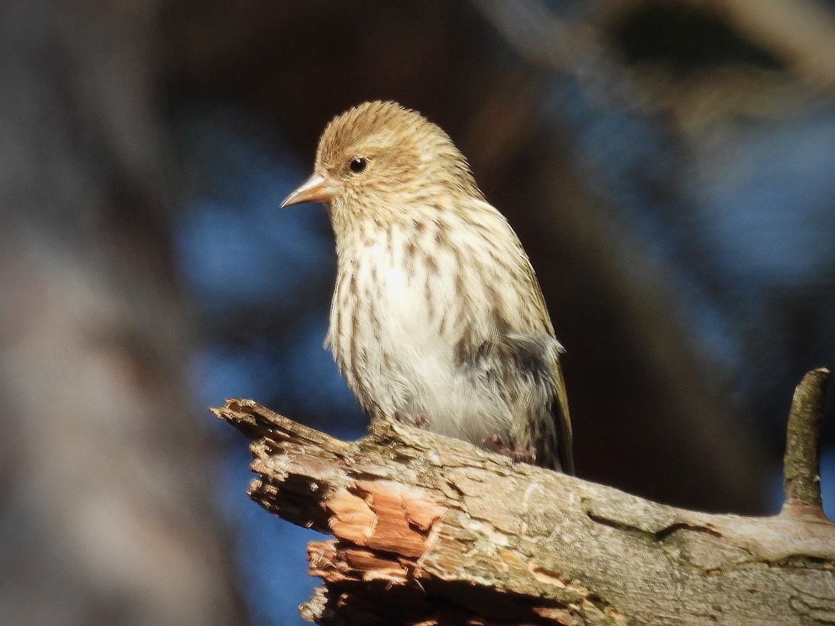 Pine Siskin - ML614726366