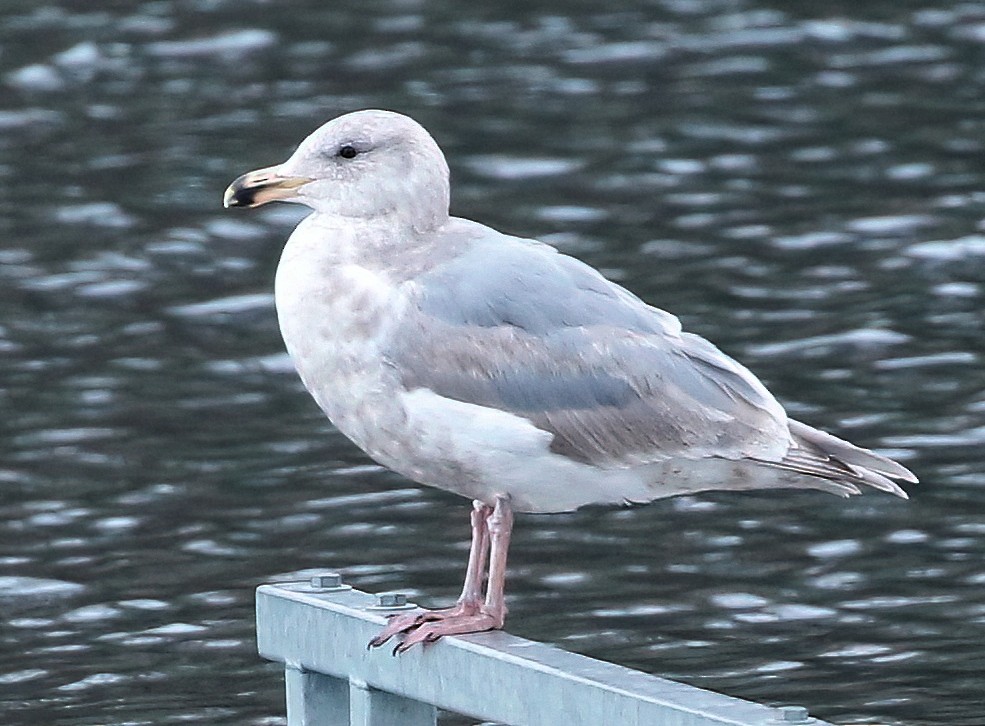 Gaviota de Bering - ML614726397