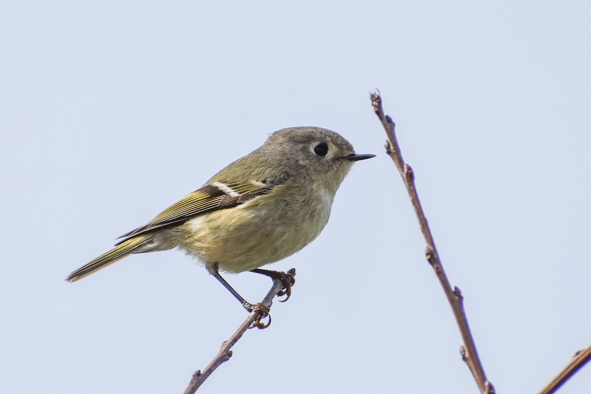 Roitelet à couronne rubis - ML614726424