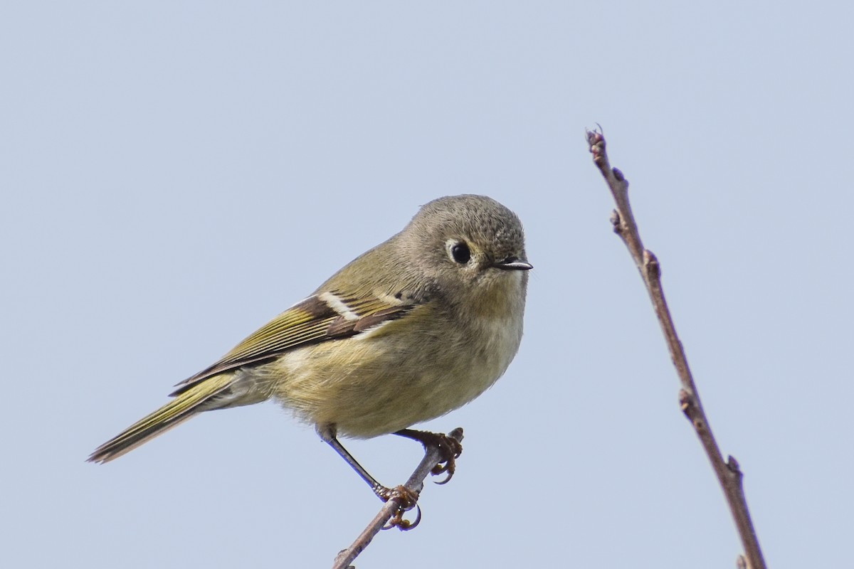 Ruby-crowned Kinglet - ML614726425