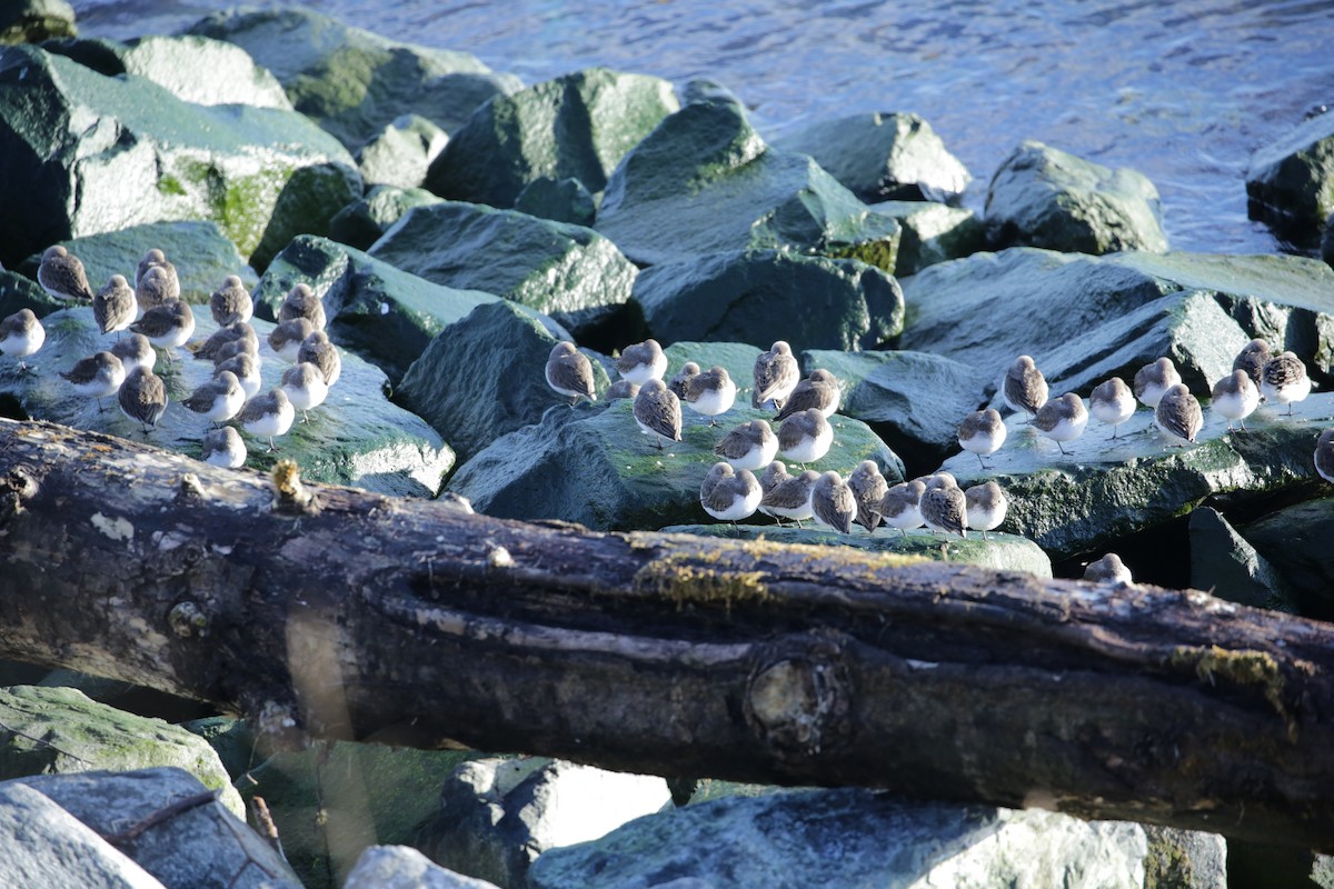 Dunlin - ML614726452