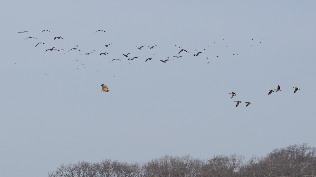 Red-tailed Hawk - ML614726501