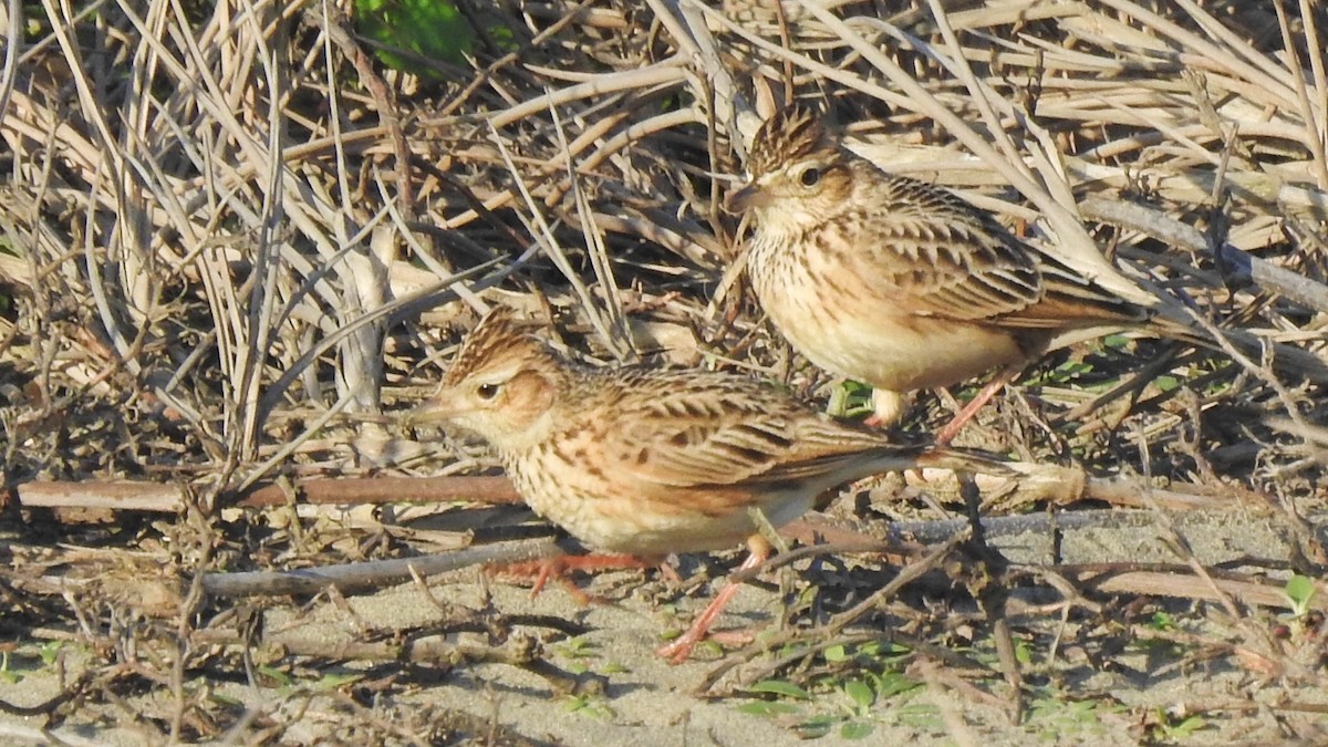 Oriental Skylark - ML614726615