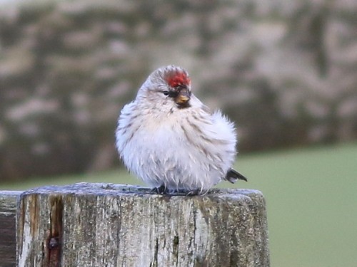 Redpoll (Common/Hoary) - David Cooper