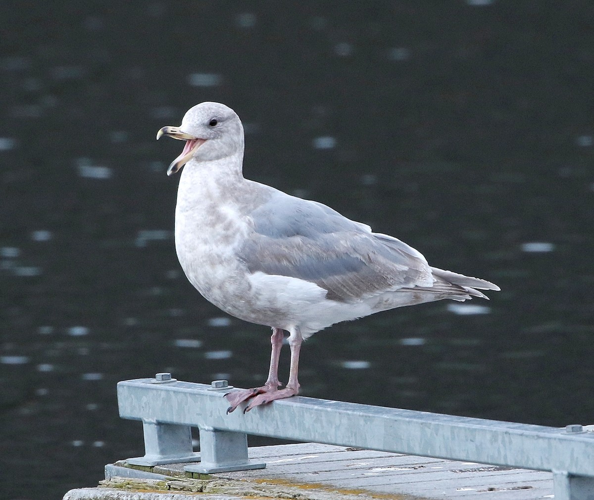 Goéland à ailes grises - ML614726669