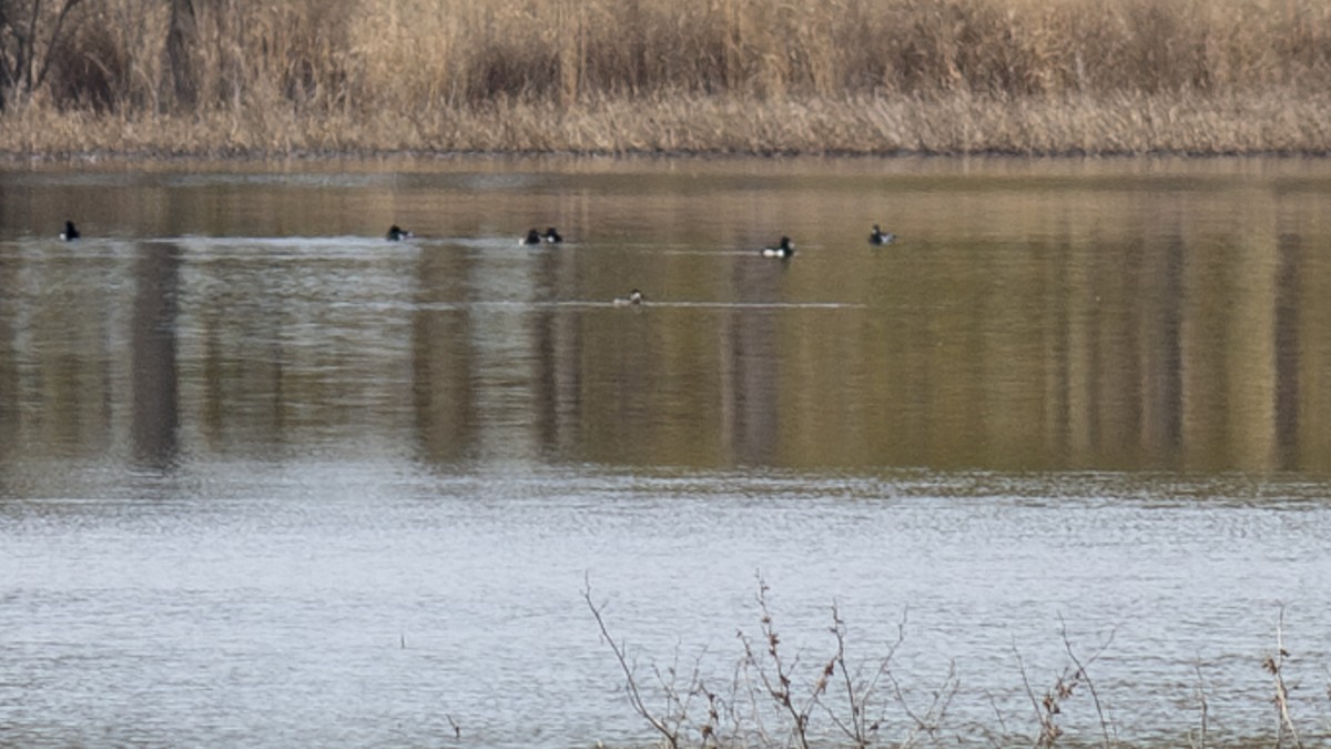 Ruddy Duck - ML614726726