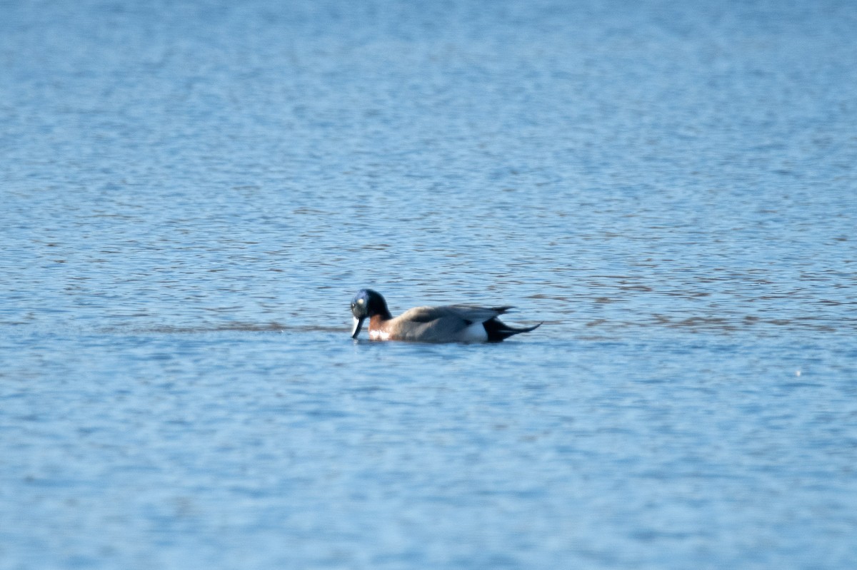 American Wigeon x Mallard (hybrid) - ML614726730