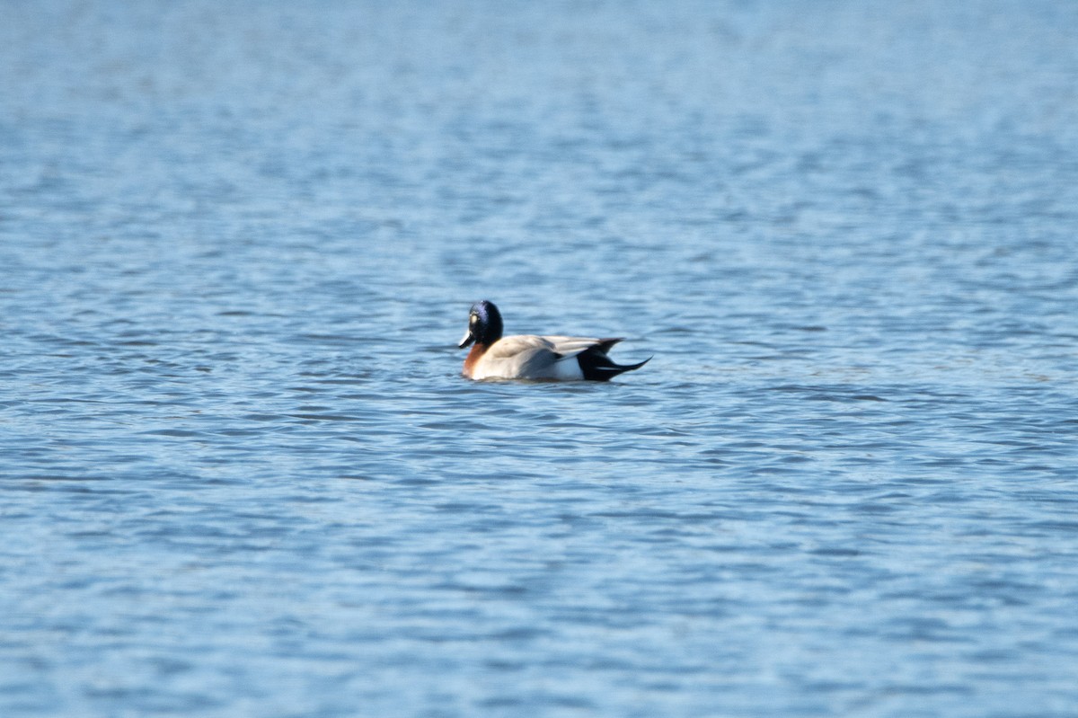 American Wigeon x Mallard (hybrid) - ML614726731