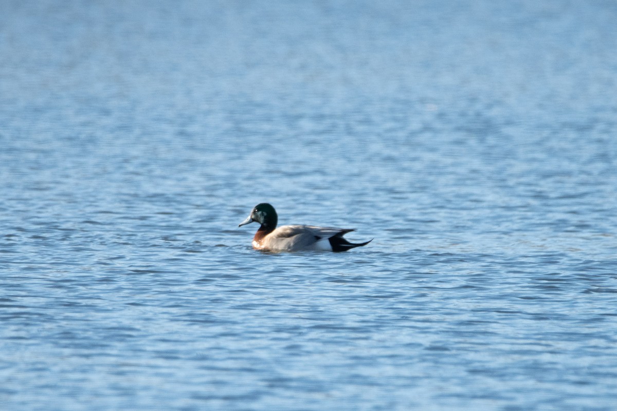 American Wigeon x Mallard (hybrid) - ML614726732