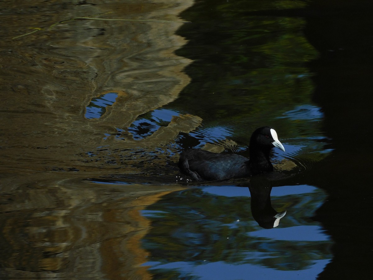 Eurasian Coot - ML614726792