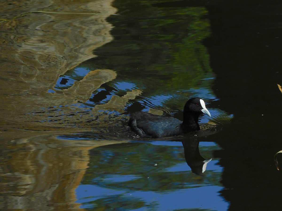 Eurasian Coot - ML614726794