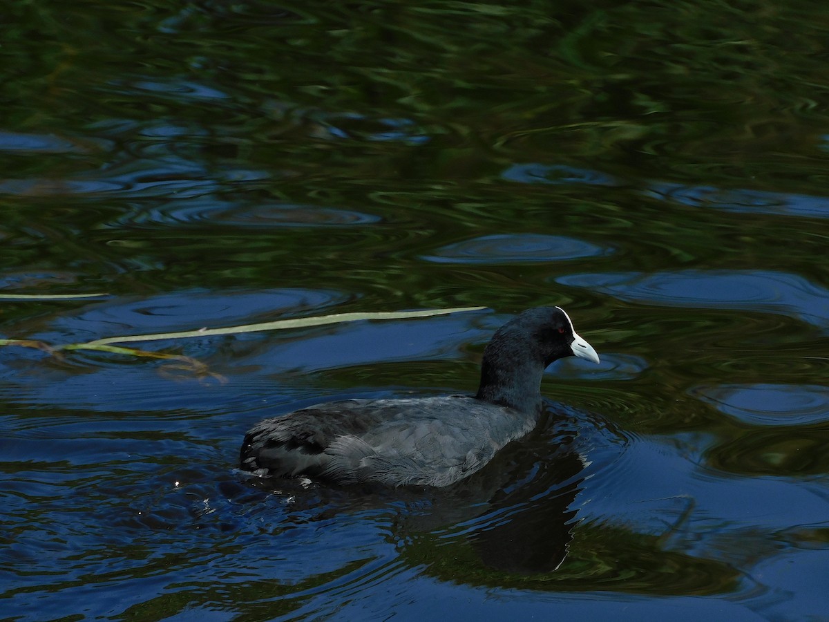 Eurasian Coot - ML614726795