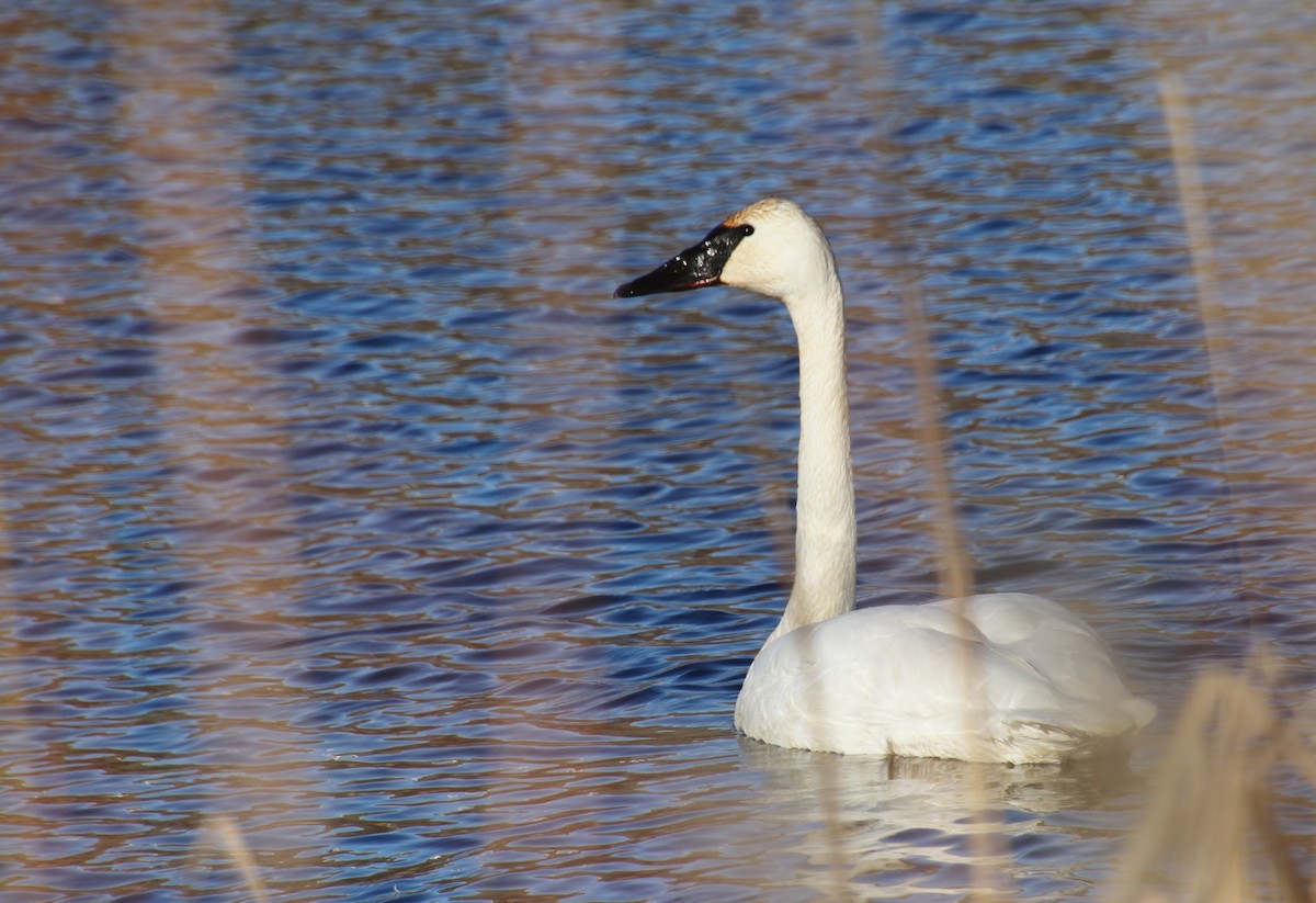 Trumpeter Swan - ML614726798