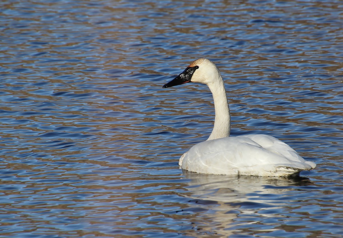 Trumpeter Swan - ML614726800