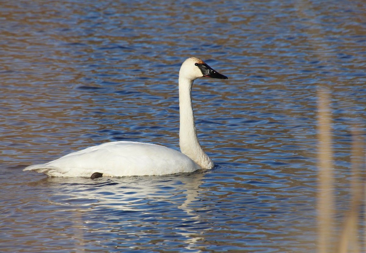 Trumpeter Swan - ML614726806