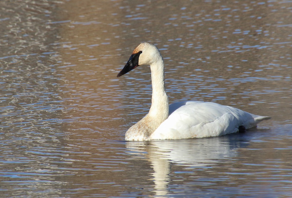 Trumpeter Swan - ML614726808