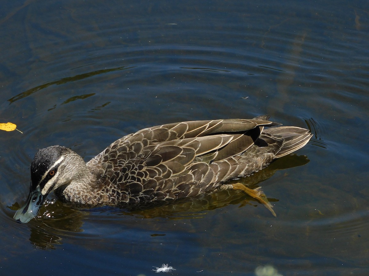 Pacific Black Duck - ML614726811