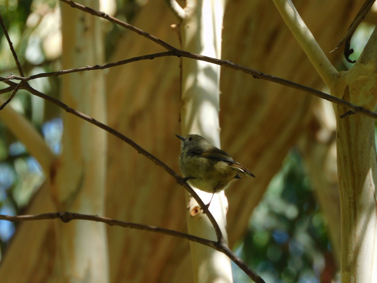 Brown Thornbill - ML614726816