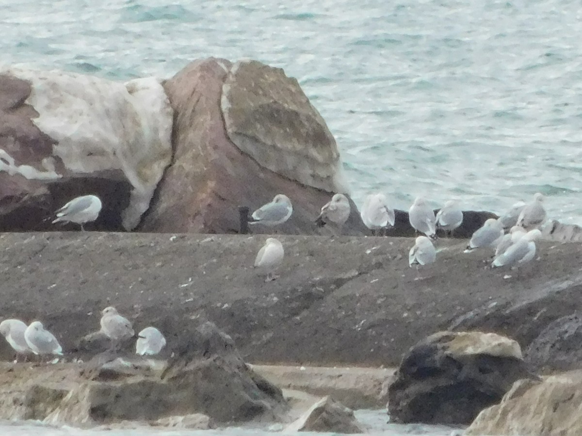 Iceland Gull (Thayer's) - ML614726817