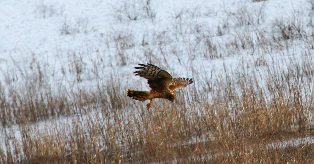 Northern Harrier - ML614726827