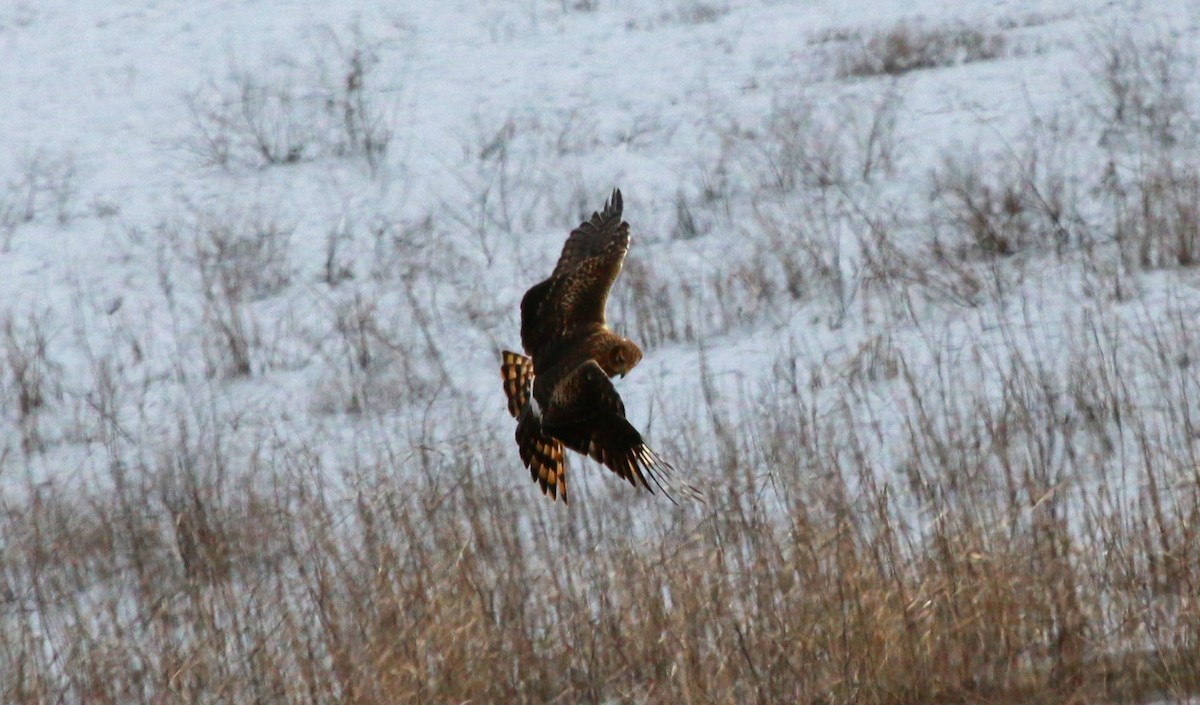 Northern Harrier - Nels Nelson