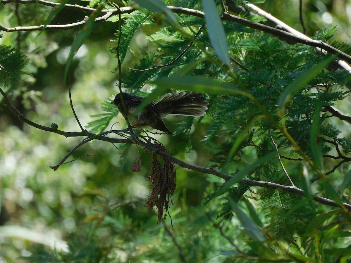 Gray Fantail - ML614726834