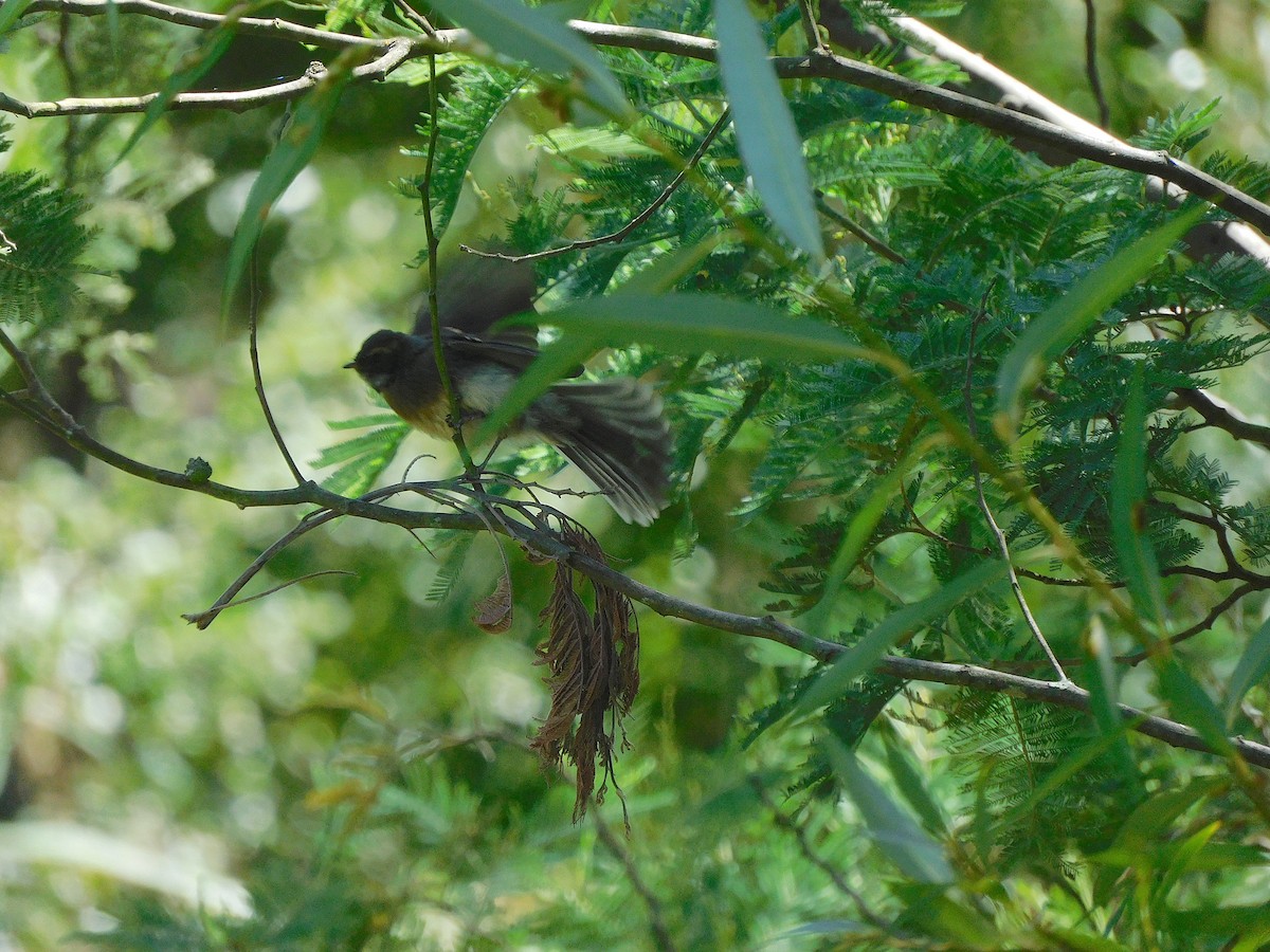 Gray Fantail - ML614726835