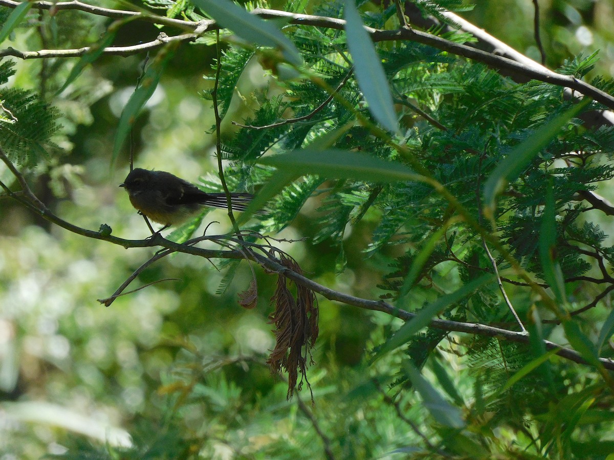 Gray Fantail - ML614726837