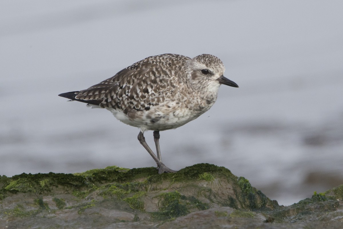 Black-bellied Plover - ML614726841