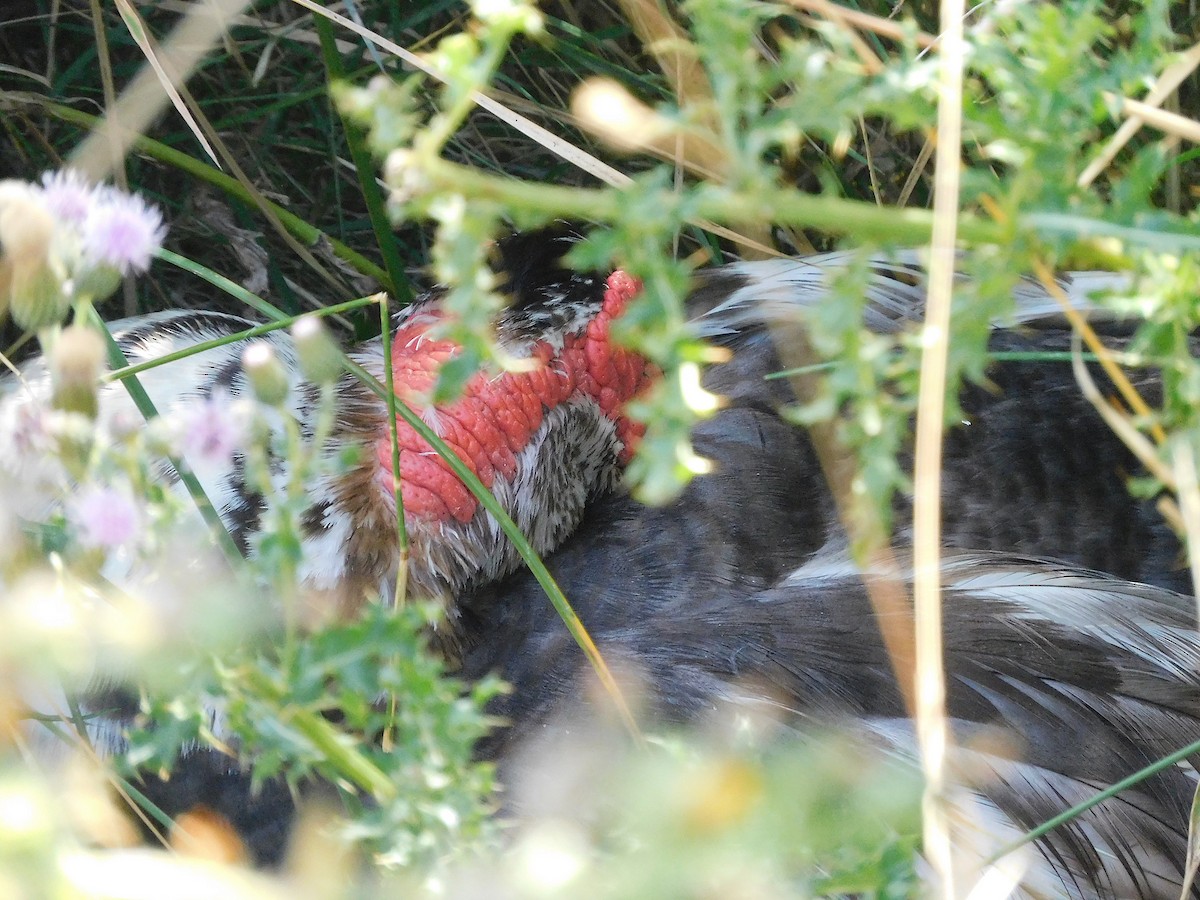 Muscovy Duck (Domestic type) - ML614726864