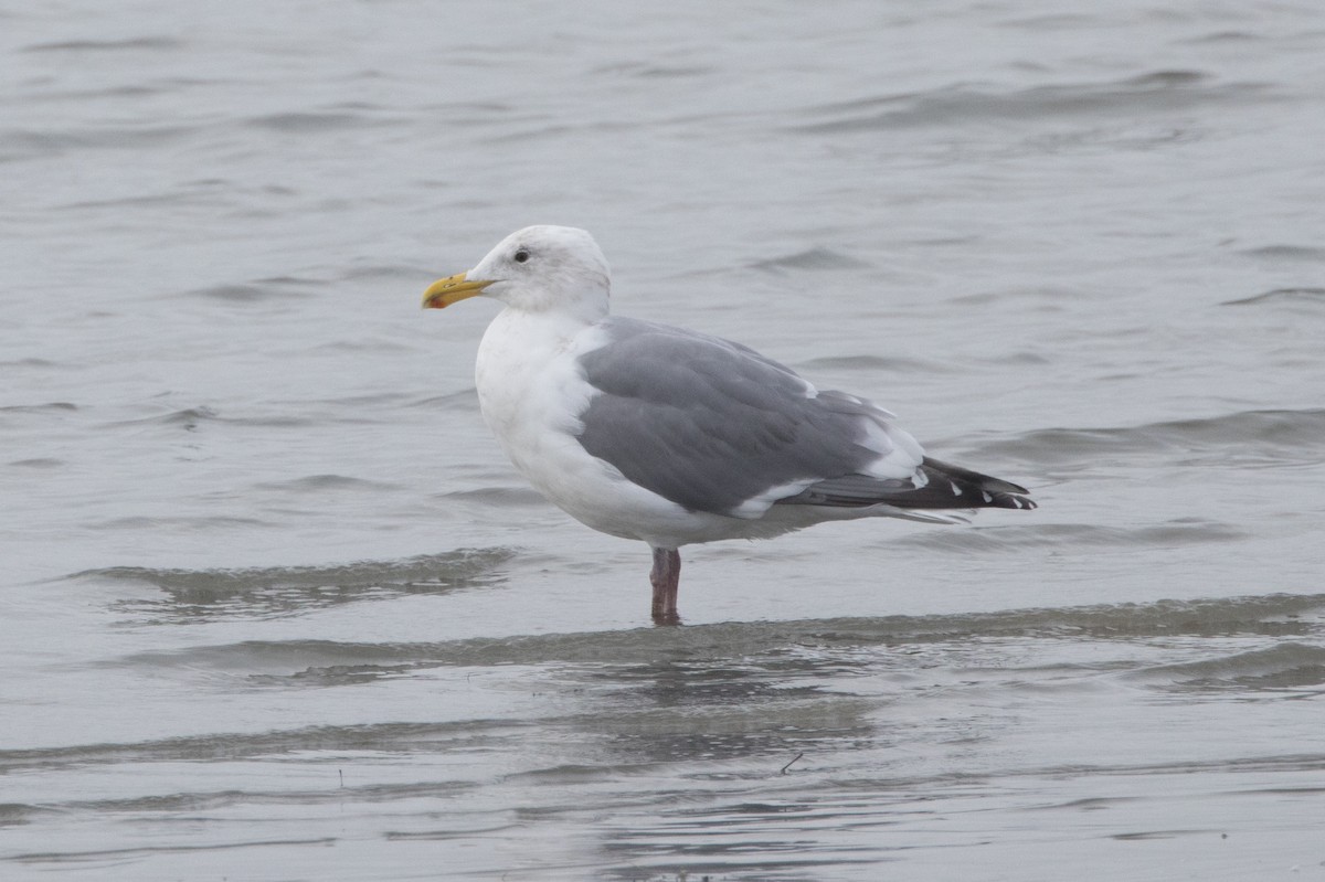 Hybride Goéland d'Audubon x G. à ailes grises - ML614726941