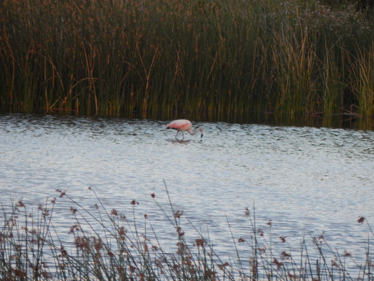 Chilean Flamingo - Tiziano Luka