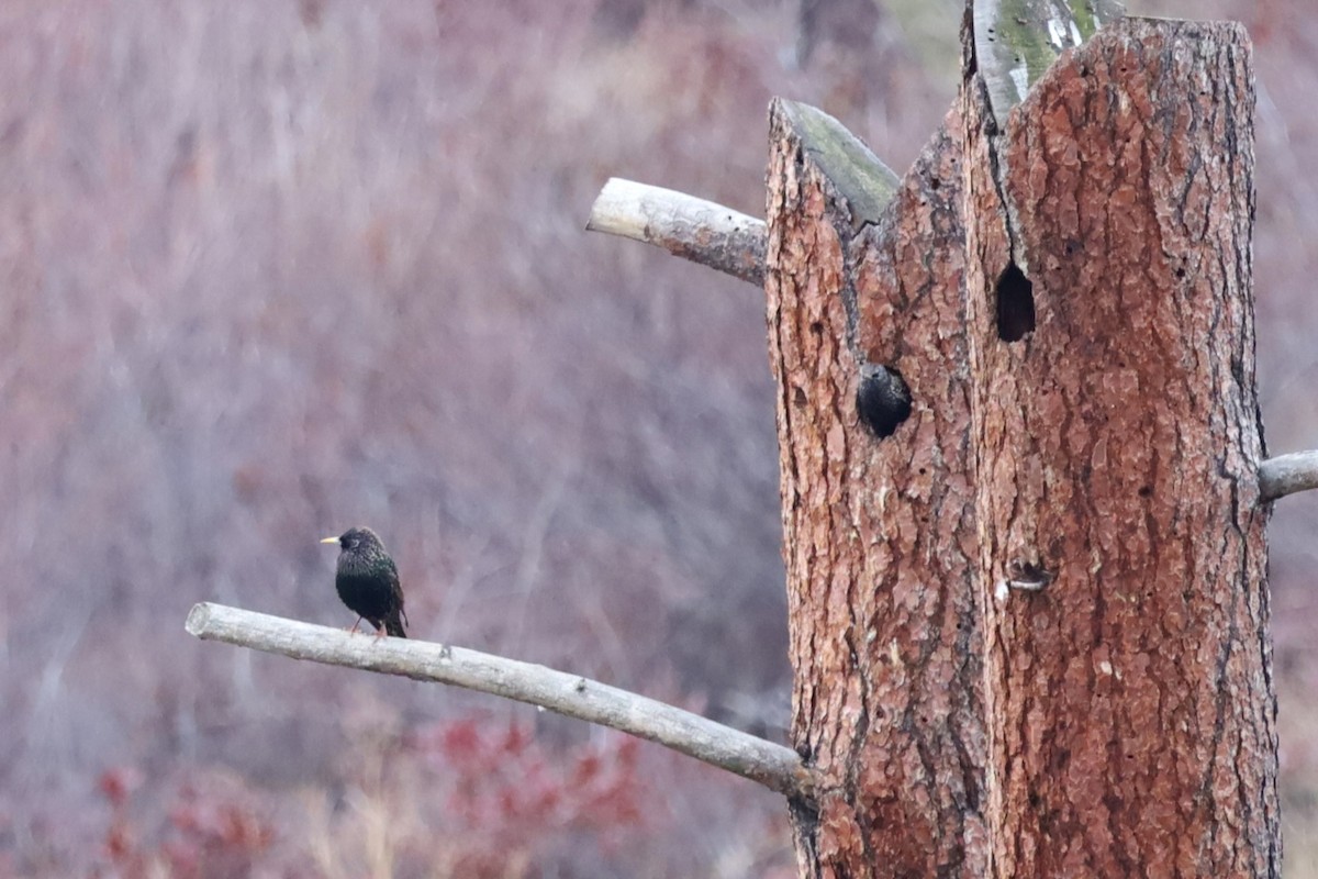 Étourneau sansonnet - ML614726993